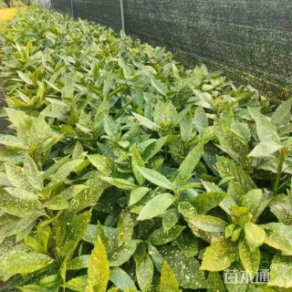 高度30厘米桃叶珊瑚