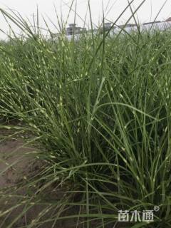 高度50厘米斑叶芒