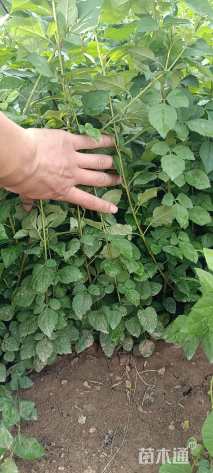 高度80厘米连翘