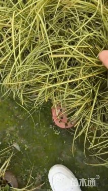 高度25厘米金丝苔草