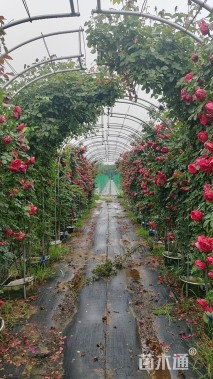 高度350厘米月季