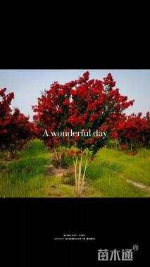 16公分红火箭紫薇