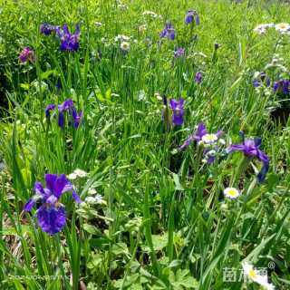 高度40厘米花菖蒲