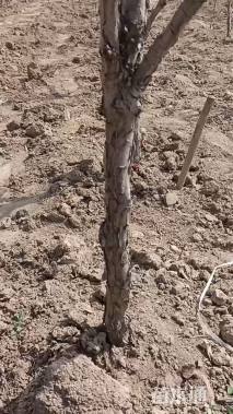 高度70厘米牡丹