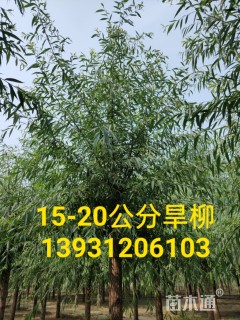 13公分馒头柳
