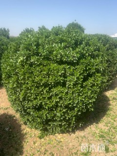 冠幅160厘米大叶黄杨球