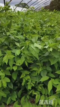 高度100厘米紫珠