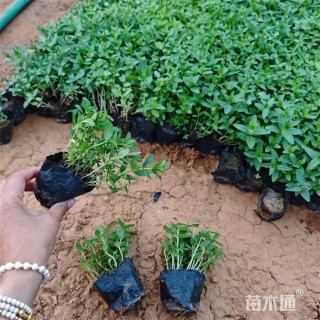 高度15厘米水枝柳