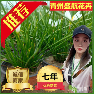 高度10厘米葱兰