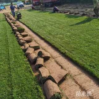 草卷状早熟禾草