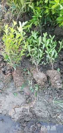 高度40厘米毛鹃