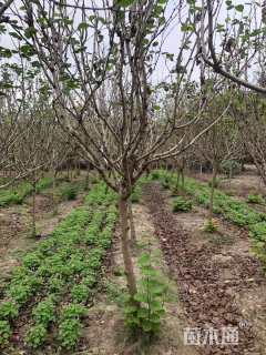 高度200厘米紫荆