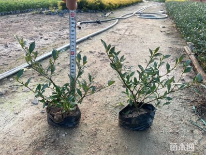 高度20厘米小叶栀子