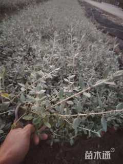 高度40厘米水果兰球