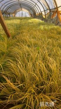 高度15厘米金线菖蒲