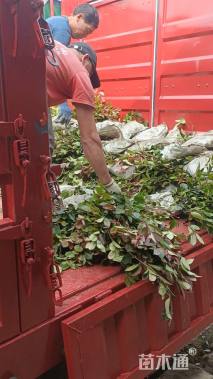 高度50厘米红叶石楠小苗