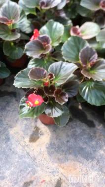 高度20厘米四季海棠