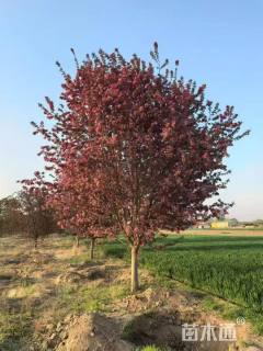 高度400厘米罗宾逊海棠
