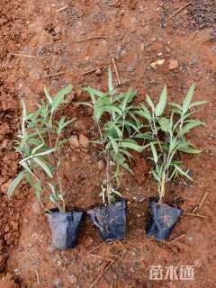 高度25厘米墨西哥鼠尾草