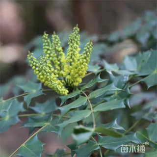 高度25厘米十大功劳