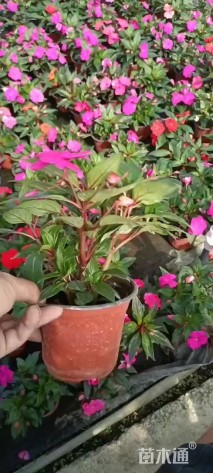 高度25厘米新几内亚凤仙