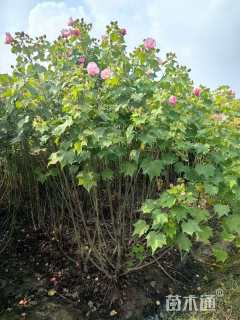 高度150厘米木芙蓉