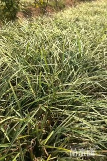 高度15厘米银边麦冬