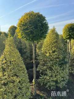 5公分造型亮晶女贞