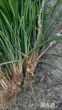 高度30厘米兰花三七草