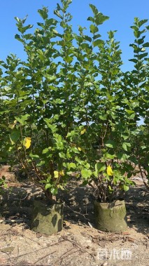6公分桑树