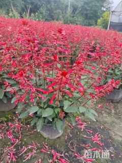 高度35厘米超级一串红