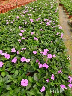 高度20厘米凤仙花