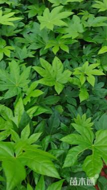 高度30厘米八角金盘小苗