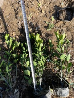 高度35厘米大叶黄杨