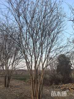 高度800厘米丛生国槐