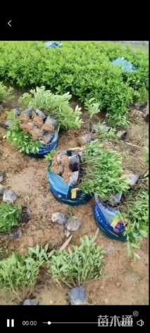 高度20厘米毛鹃