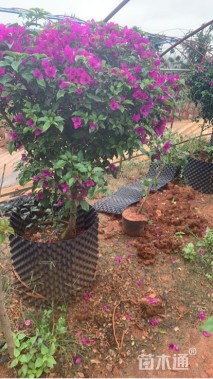 冠幅150厘米三角梅球