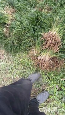 高度14厘米细叶麦冬草