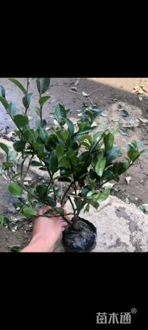 高度40厘米茶梅