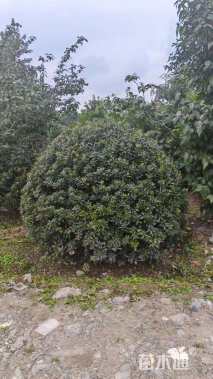 冠幅200厘米海桐球