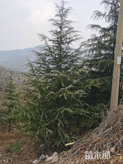 高度520厘米雪松