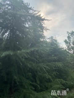 高度700厘米雪松