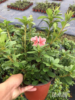 高度30厘米杜鹃