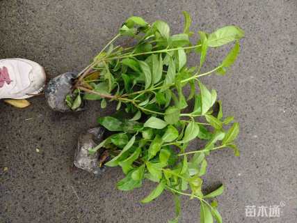 高度40厘米欧洲荚蒾