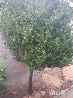 高度300厘米黄杨