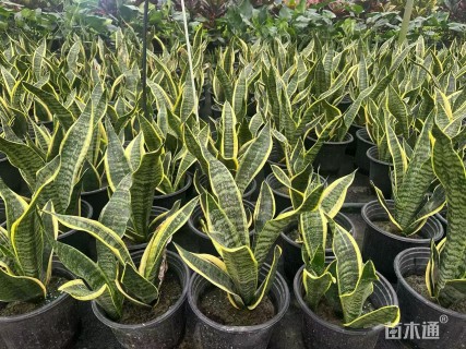 高度50厘米金边虎尾兰