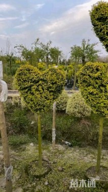 3公分造型亮晶女贞