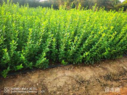 高度50厘米胶东卫矛