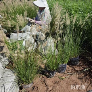 高度65厘米小兔子狼尾草