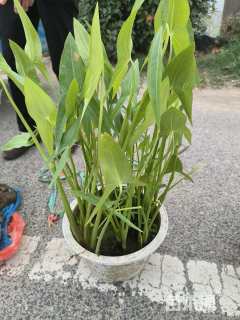 高度5060厘米慈姑